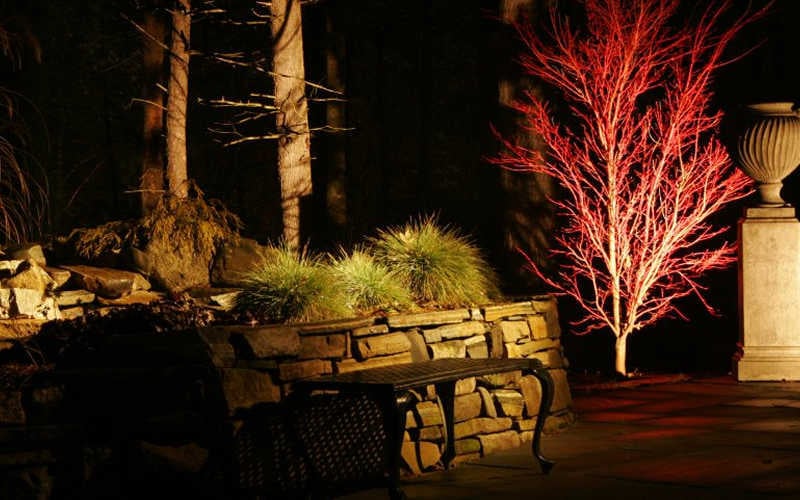  Sango Kaku Coral Bark Japanese Maple - 3 Gallon Pot (7-8')