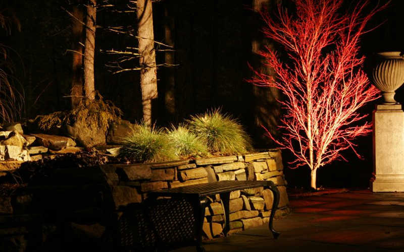  Winter Red Coral Bark Japanese Maple - 7 Gallon Pot