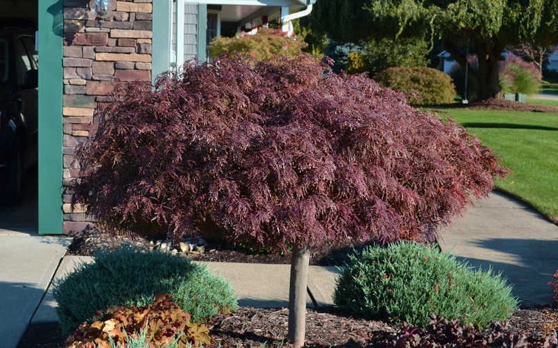  Crimson Queen Dwarf Japanese Maple - 1 Gallon Pot