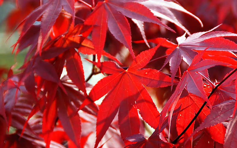  Fireglow Red Leaf Japanese Maple - 3 Gallon Pot (2.5-3')