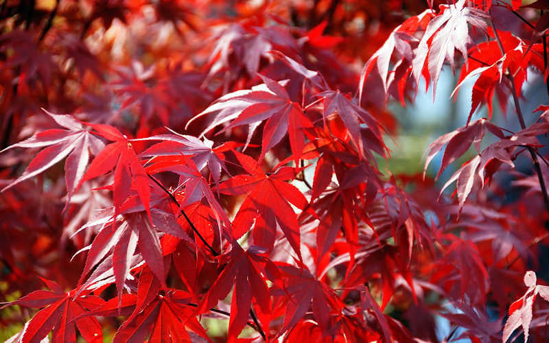  Fireglow Red Leaf Japanese Maple - 2 Gallon Pot