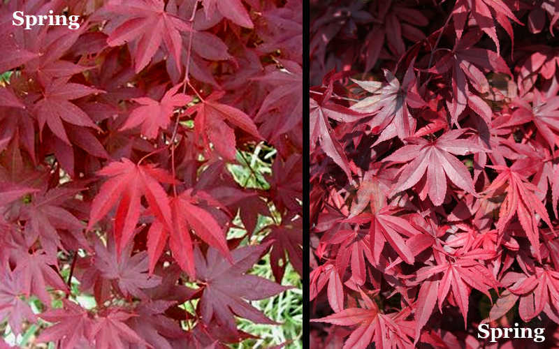 Red 'N Summer Japanese Maple - Acer Palmatum 'Hefner's Red' - 3 Gallon Pot (3-4')