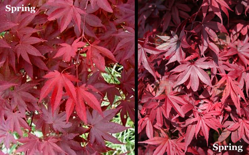  Red 'N Summer Japanese Maple - Acer Palmatum 'Hefner's Red' - 3 Gallon Pot