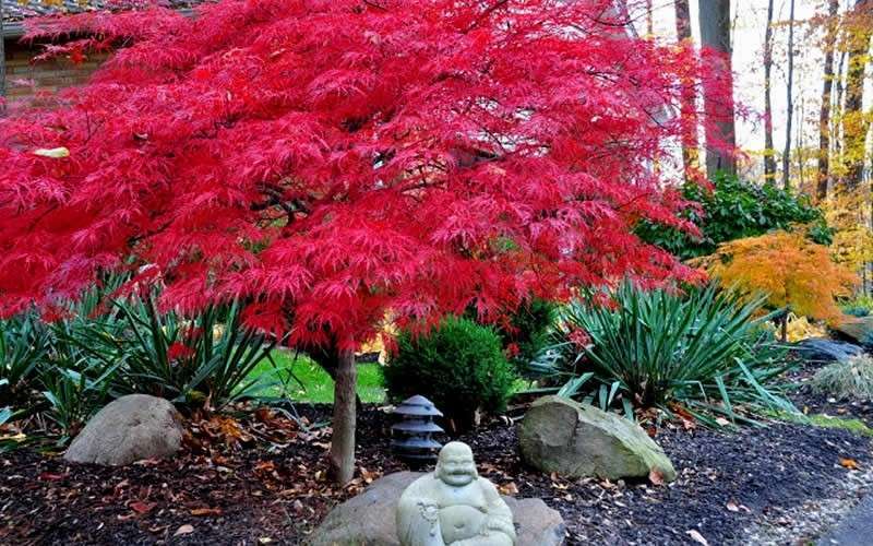  Red Dragon Dwarf Japanese Maple (High Graft) - 1 Gallon Pot