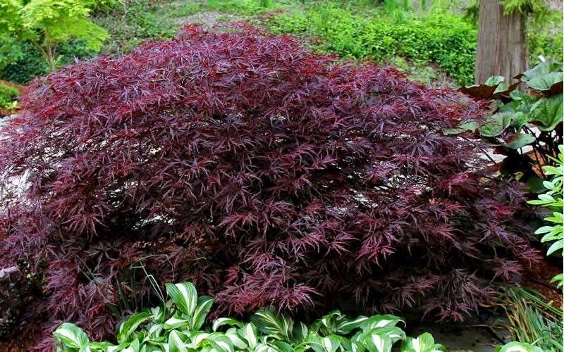  Red Dragon Dwarf Japanese Maple - 3 Gallon Pot