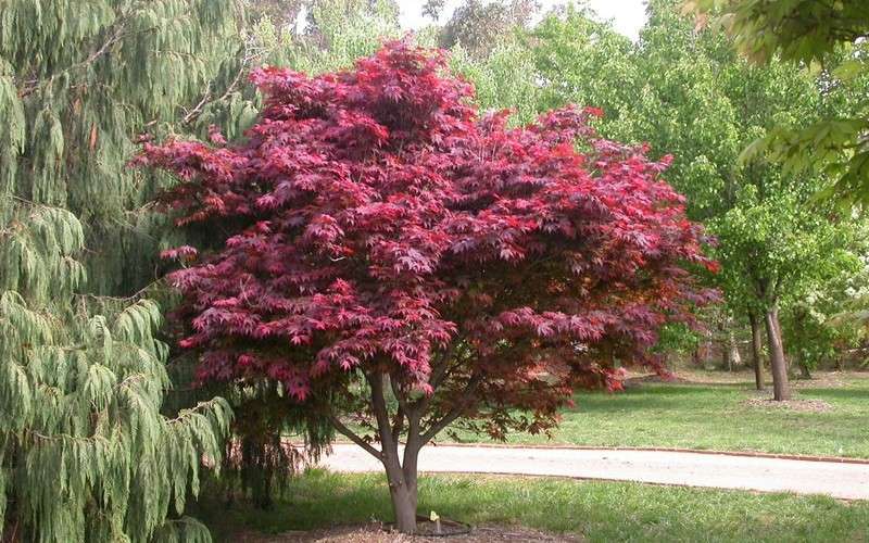  Red Japanese Maple - Acer Palmatum 'Atropurpureum' - 1 Gallon Pot