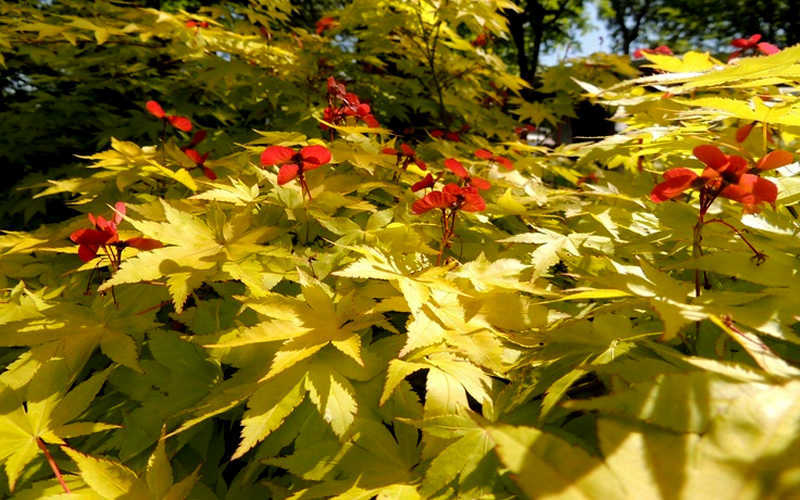  Summer Gold Japanese Maple - 1 Gallon Pot