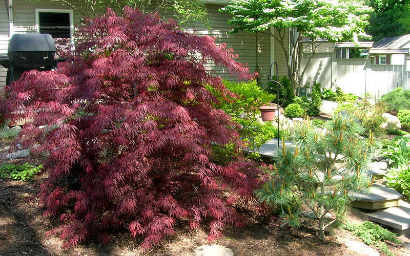  Tamukeyama Dwarf Red Japanese Maple - 7 Gallon Pot