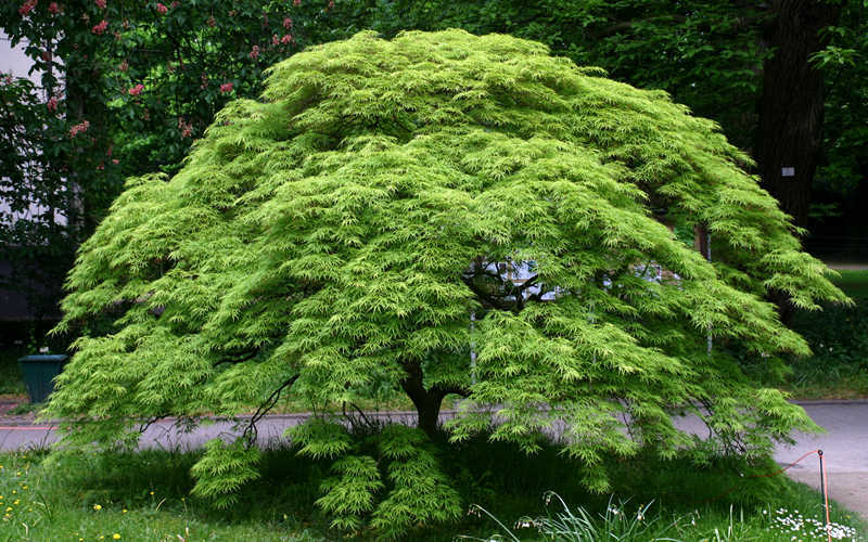  Viridis Dwarf Green Japanese Maple (Tree Form) - 7 Gallon Pot