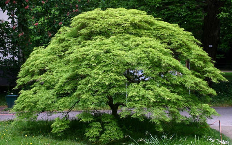  Viridis Dwarf Green Japanese Maple - 2 Gallon Pot