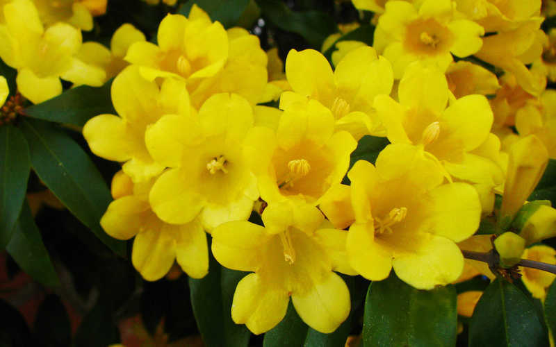  Butterscotch Yellow Jasmine (Jessamine) Gelsemium Sempervirens - 3 Gallon Pot