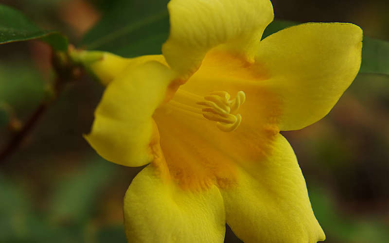  Butterscotch Yellow Jasmine (Jessamine) Gelsemium Sempervirens - 3 Gallon Pot