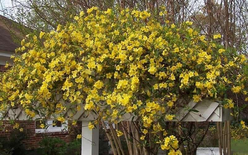  Butterscotch Yellow Jasmine (Jessamine) Gelsemium Sempervirens - 3 Gallon Pot