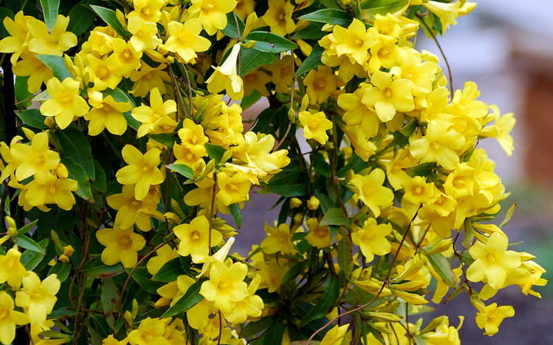  Carolina Yellow Jasmine (Jessamine) Gelsemium Sempervirens - 2 Gallon Pot