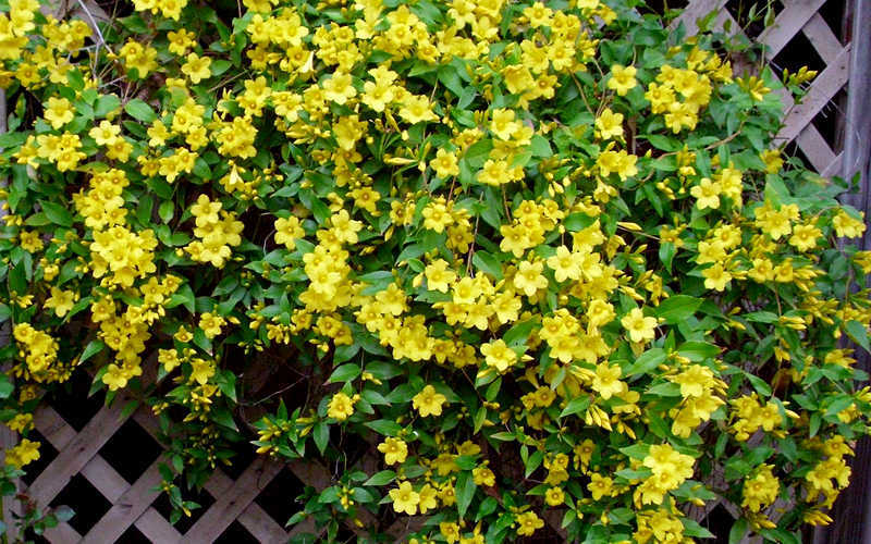  Carolina Yellow Jasmine (Jessamine) Gelsemium Sempervirens - 1 Gallon Pot