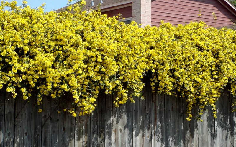  Carolina Yellow Jasmine (Jessamine) Gelsemium Sempervirens - 1 Gallon Pot