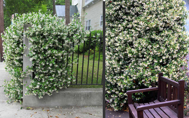  Confederate Jasmine Vine (Trachelospermum Jasminoides) - 1 Gallon Pot