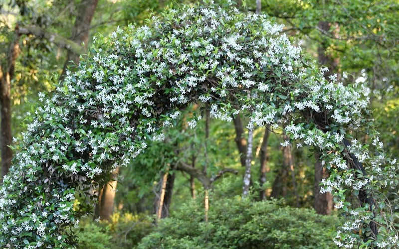  Confederate Jasmine Vine (Trachelospermum Jasminoides) - 1 Gallon Pot