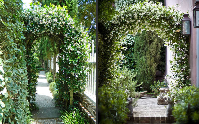  Confederate Jasmine Vine (Trachelospermum Jasminoides) - 1 Gallon Pot