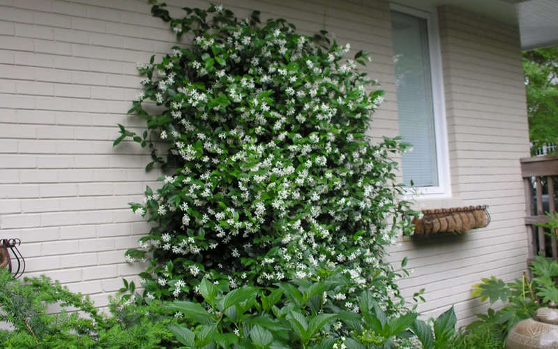  Confederate Jasmine Vine (Trachelospermum Jasminoides) - 1 Gallon Pot