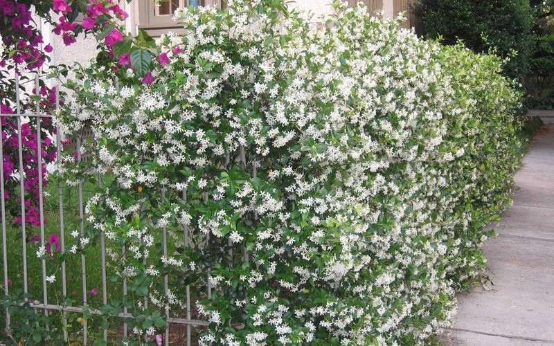  Confederate Jasmine Vine (Trachelospermum Jasminoides) - 1 Gallon Pot