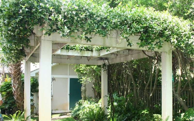  Confederate Jasmine Vine (Trachelospermum Jasminoides) - 1 Gallon Pot