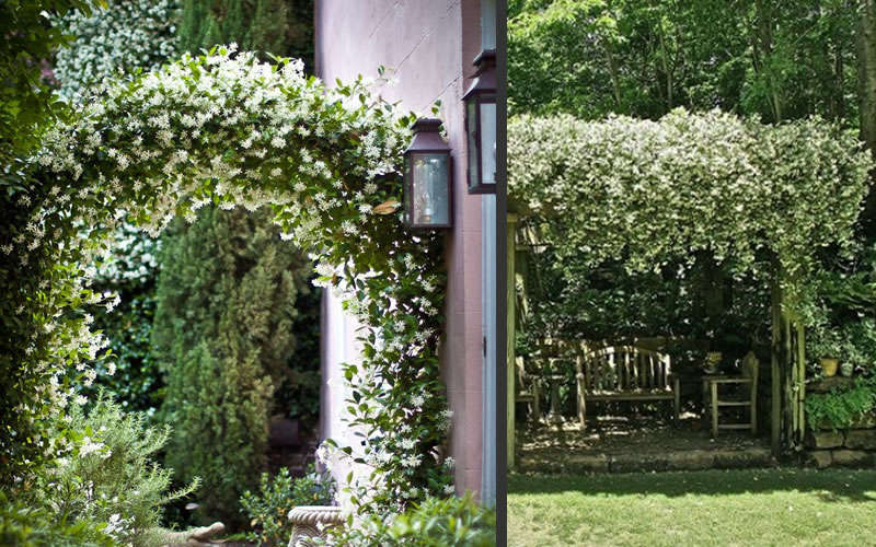  Madison Confederate Jasmine - 1 Gallon Pot