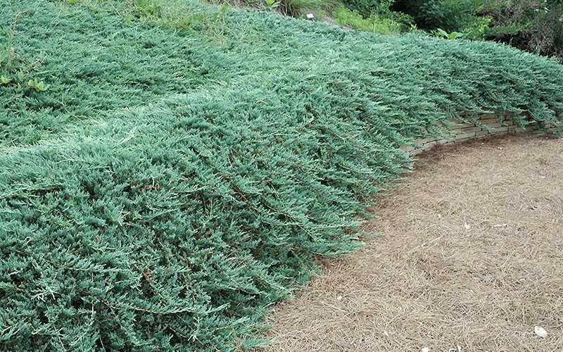  Bar Harbor Juniper - 3 Gallon Pot