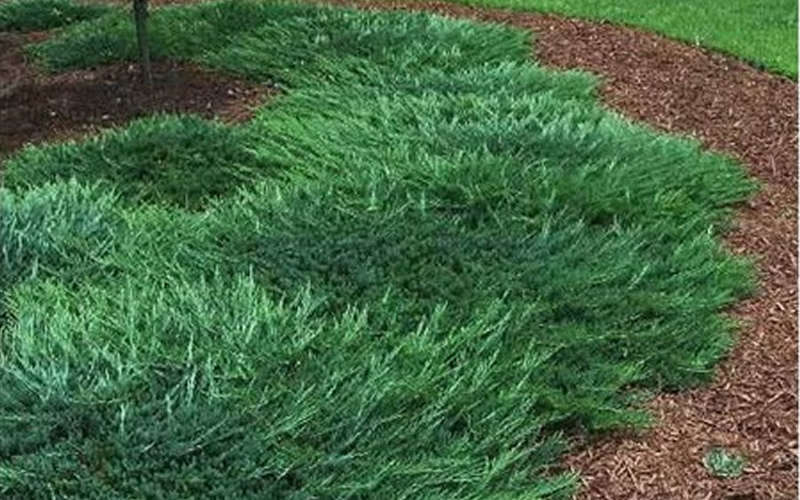  Bar Harbor Juniper - 3 Gallon Pot