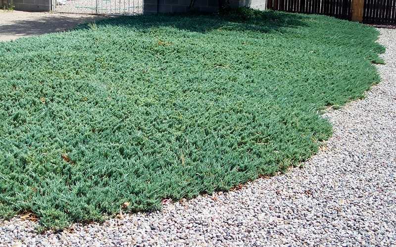  Blue Rug Juniper - 6-Pack Of 1 Gallon Pots