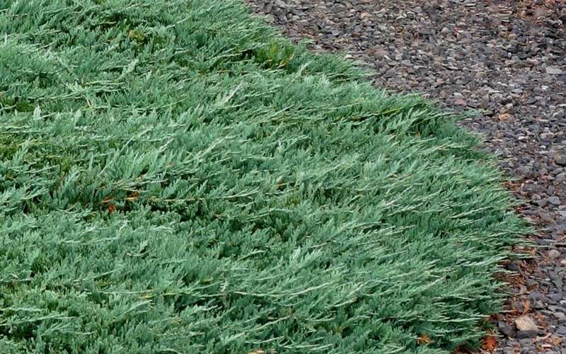 Blue Rug Juniper - 6-Pack Of 1 Gallon Pots