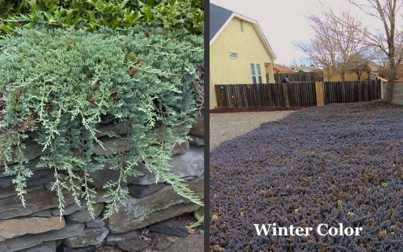  Blue Rug Juniper - 3 Gallon Pot