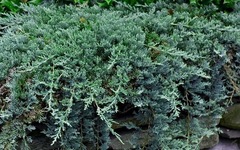  Blue Rug Juniper - 6-Pack Of 1 Gallon Pots