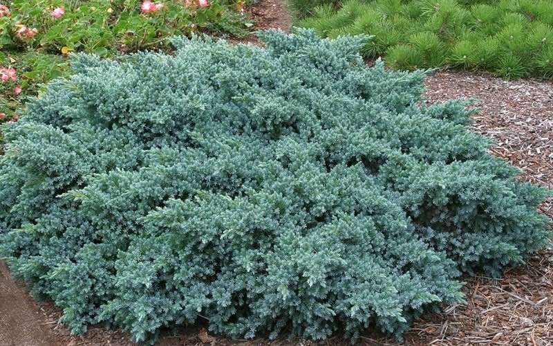  Blue Star Juniper - 6-Pack Of 1 Gallon Pots