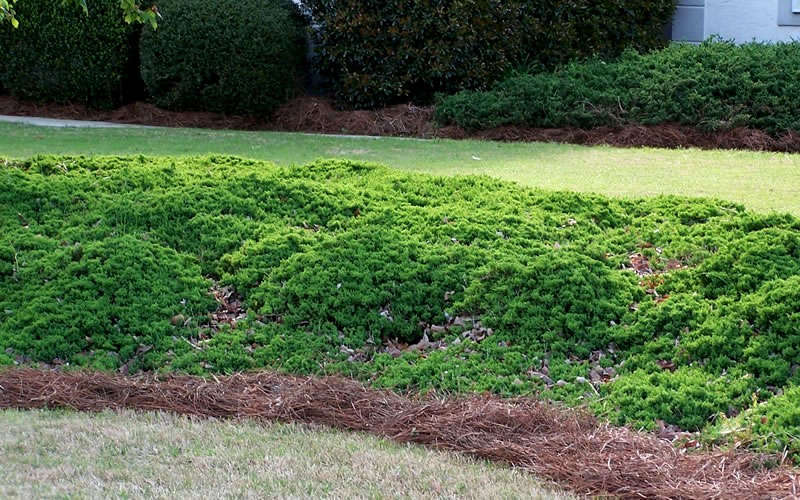  Green Mound Juniper - 3 Gallon Pot