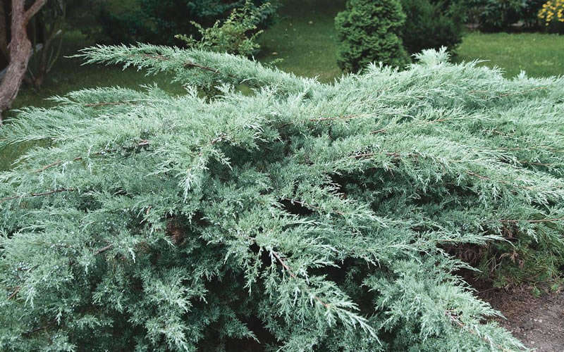  Grey Owl Juniper - 1 Gallon Pot