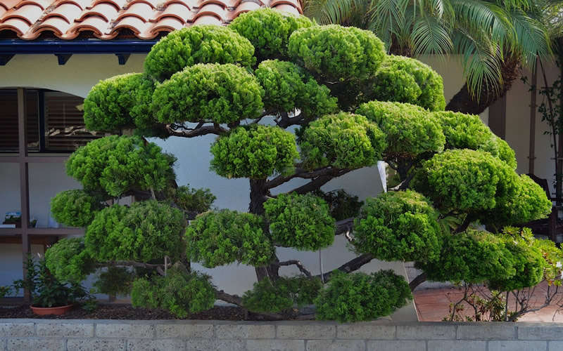  Hollywood Torulosa Juniper - 7 Gallon Pot (4.5 To 5')