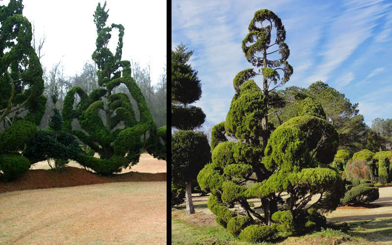  Kaizuka Twisted Juniper - 3 Gallon Pot