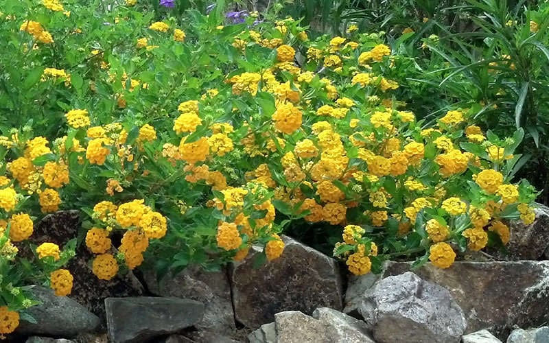  New Gold Hardy Lantana - 6 Pack Of 1 Gallon Pots