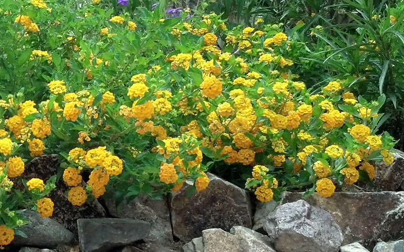  New Gold Hardy Lantana - 5 Pack Of Pint Pots