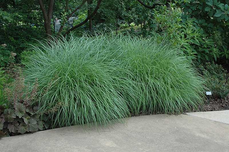  Little Kitten Dwarf Maiden Grass - Miscanthus Sinensis - 6 Pack Of 1 Gallon Pots