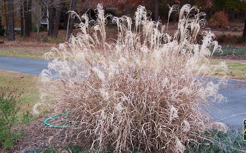  Little Zebra Grass - Miscanthus - 3 Gallon Pot