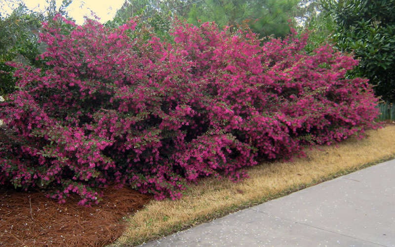  Plum Delight Loropetalum - Chinese Fringeflower - 3 Gallon Pot