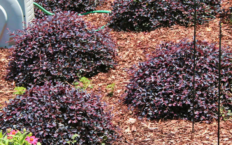  Purple Daydream Dwarf Loropetalum - 3 Gallon Pot
