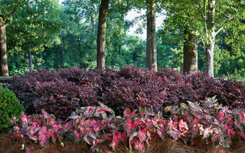  Purple Diamond Loropetalum - 5 Gallon Pot