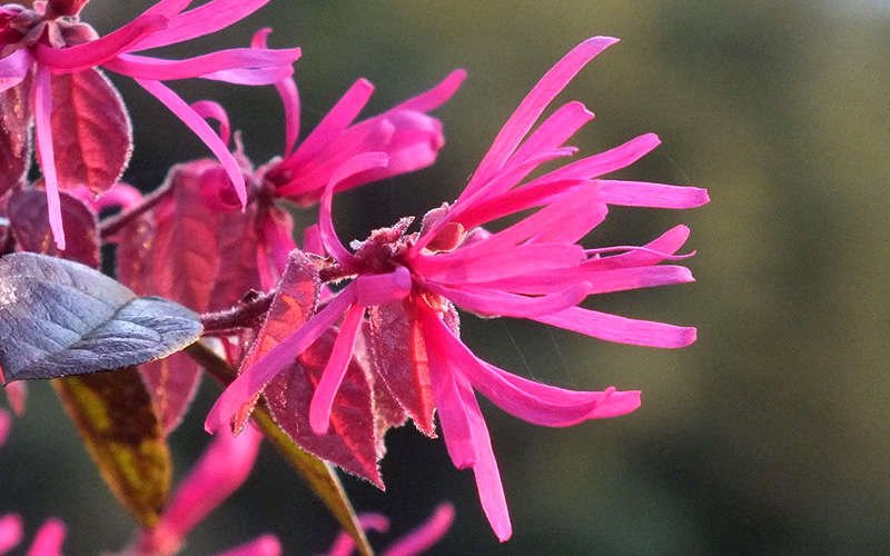  Purple Pixie Loropetalum - 6 Pack Of 1 Gallon Pots