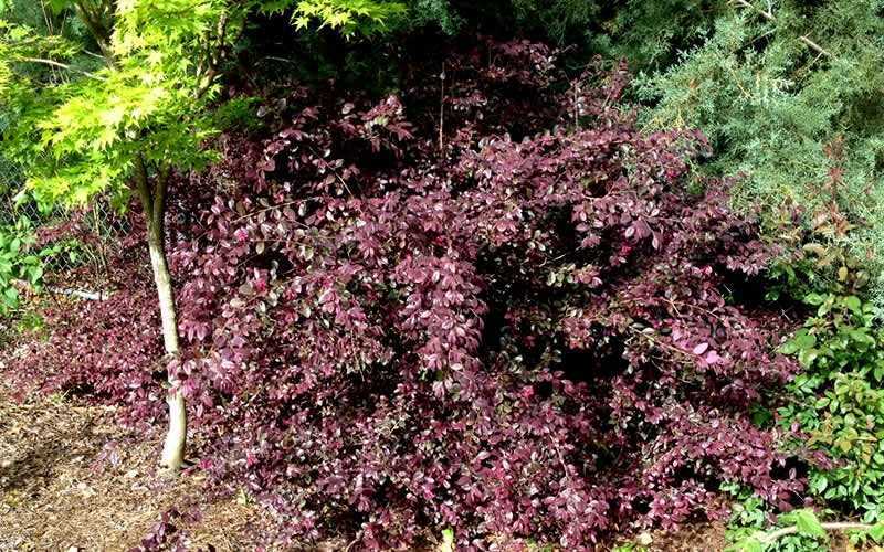  Red Diamond Loropetalum - 2 Gallon Pot