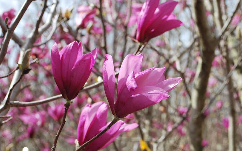  Ann Magnolia Tulip Tree - 2 Gallon Pot
