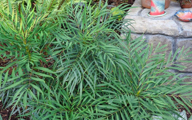 Soft Caress Mahonia - 1 Gallon Pot