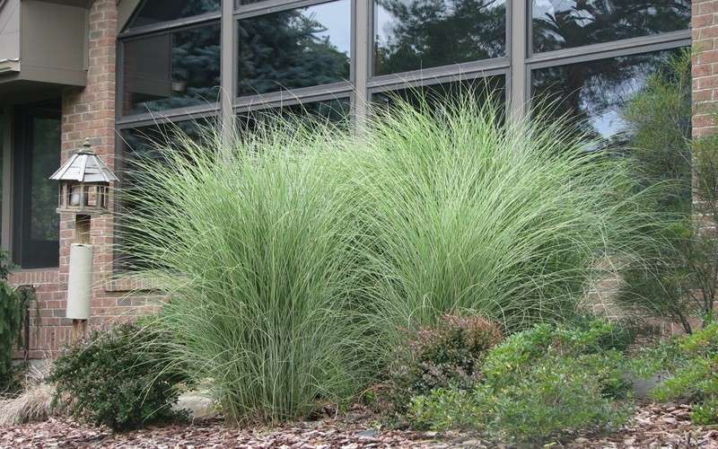  Maiden Grass - Miscanthus Sinensis 'Gracillimus' - 1 Gallon Pot